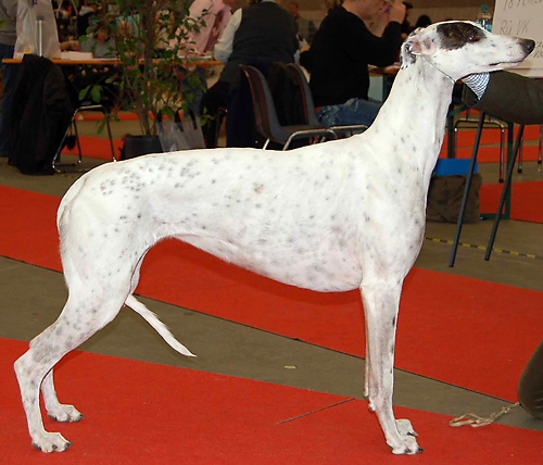 CAC, CACIB, BOB, BIG, BIS3 Karkati´s Paloma Picasso